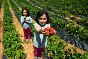‘Hüyük Çileği’ Konya’nın ilk tescillisi oldu