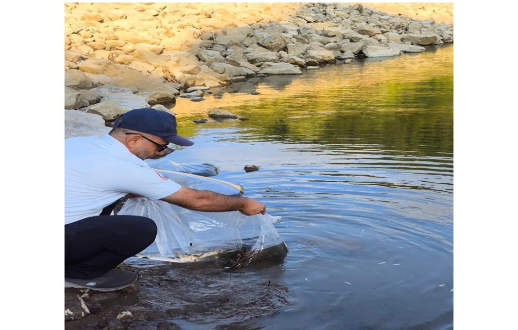 100 Bin Adet Sazan Balığı Göletlere Bırakıldı