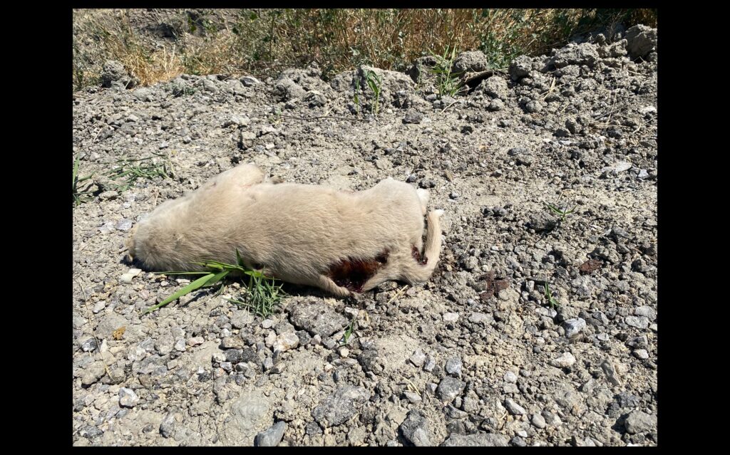 ANKARA BÜYÜKŞEHİR BEL VE HAYVAN SEVERLERE DUYRU BU VAHŞETE DUR DİYECEK BİR ADIM OLSUN