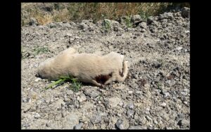ANKARA BÜYÜKŞEHİR BEL VE HAYVAN SEVERLERE DUYRU BU VAHŞETE DUR DİYECEK BİR ADIM OLSUN