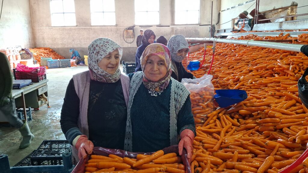 Beypazarı, Türkiye havuç üretiminin yüzde 50’sini karşılıyor – Birlik Haber Ajansı