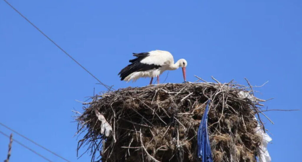Burdur Yarıköy’de leylekler baharı müjdeliyor – Birlik Haber Ajansı