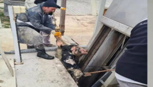 Burdur’da vicdansızlık! Kanalizasyona ölü buzağı atıldı – Birlik Haber Ajansı