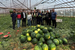 Antalya’da örtü altı karpuz üretimi hasat olgunluğuna ulaştı – Birlik Haber Ajansı