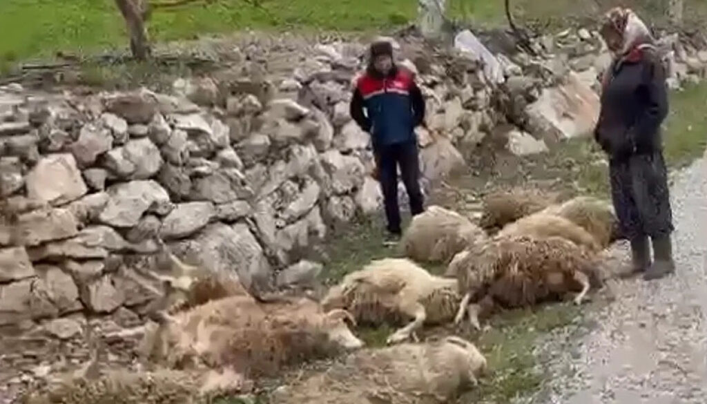 Denizli’de kurtların saldırısı köylüyü perişan etti! 600 bin TL’lik zarar! – Birlik Haber Ajansı