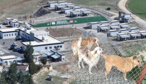 Batman’daki tüm sokak hayvanları toplatıldı – Birlik Haber Ajansı