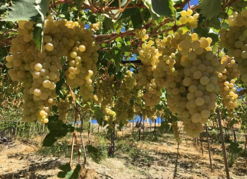 Kaş’ın ilk tescilli ürünü Margaz üzümü oldu – Birlik Haber Ajansı