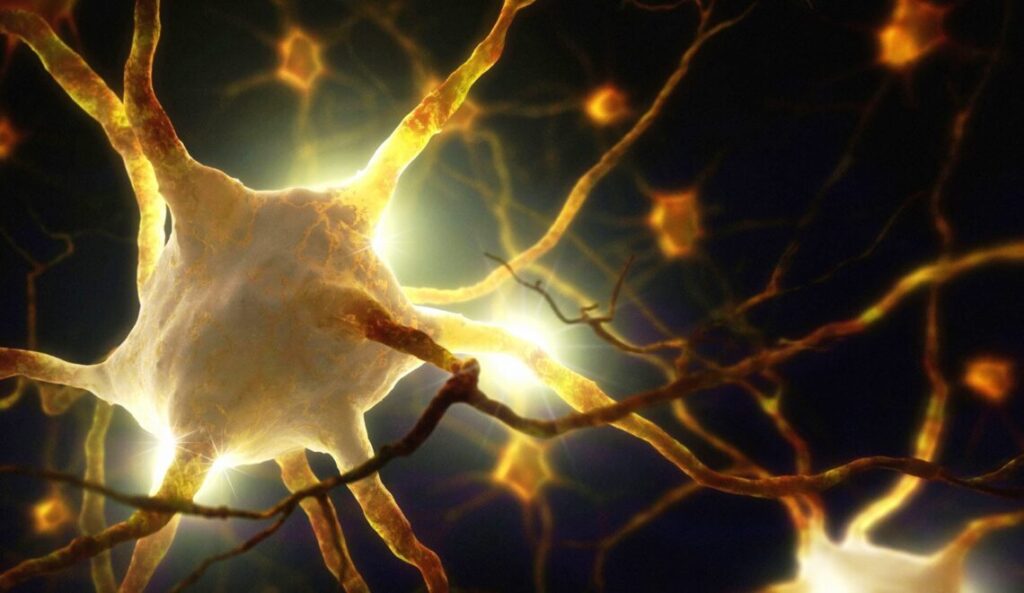 Canlıların içindeki ışık ölümle birlikte kayboluyor mu? – Birlik Haber Ajansı