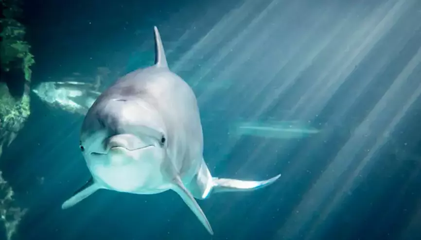 Yunusların ıslıkları kimlikten fazlasını taşıyor: Duygular ve sosyal bağlam kodlanmış olabilir – Birlik Haber Ajansı