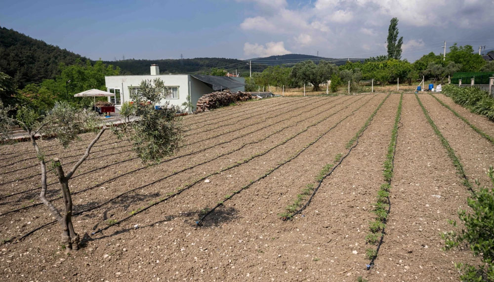 Kurbanlık hayvanların atıkları Bornova’da toprağa can oluyor – Birlik Haber Ajansı