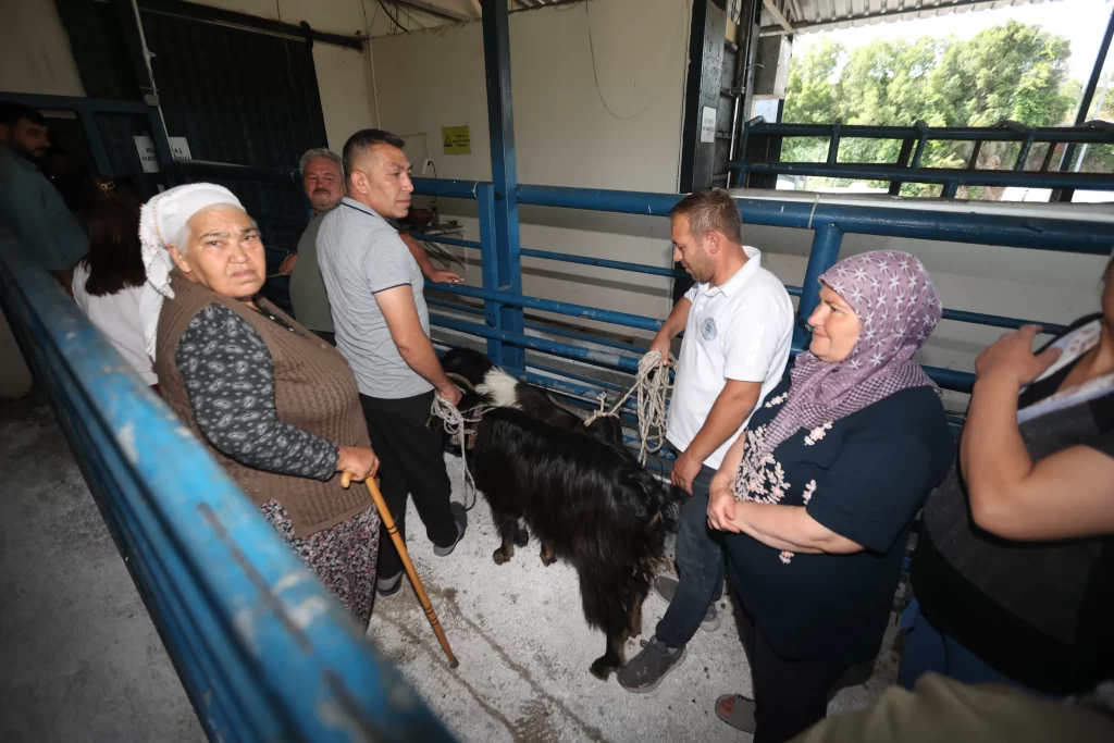 Muğla Büyükşehir mezbahaları bayramda tam kapasite çalıştı – Birlik Haber Ajansı