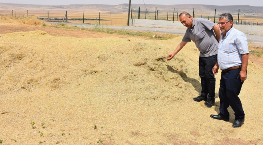 Batmanlı çiftçilerin umudu saman – Birlik Haber Ajansı