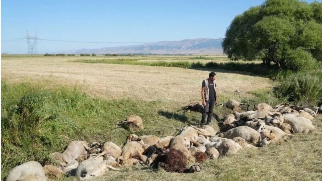 Birbirini ezen yaklaşık 150 koyun telef oldu – Birlik Haber Ajansı