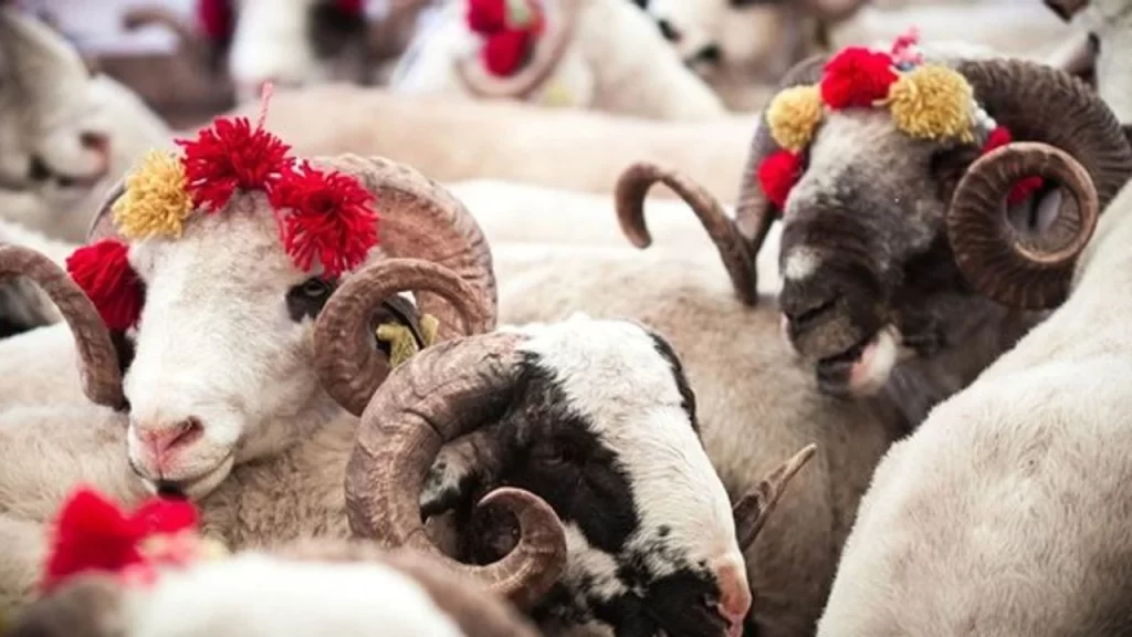 Diyanet uyardı: Bayram namazı öncesi kesilen kurbanlar geçersiz – Birlik Haber Ajansı