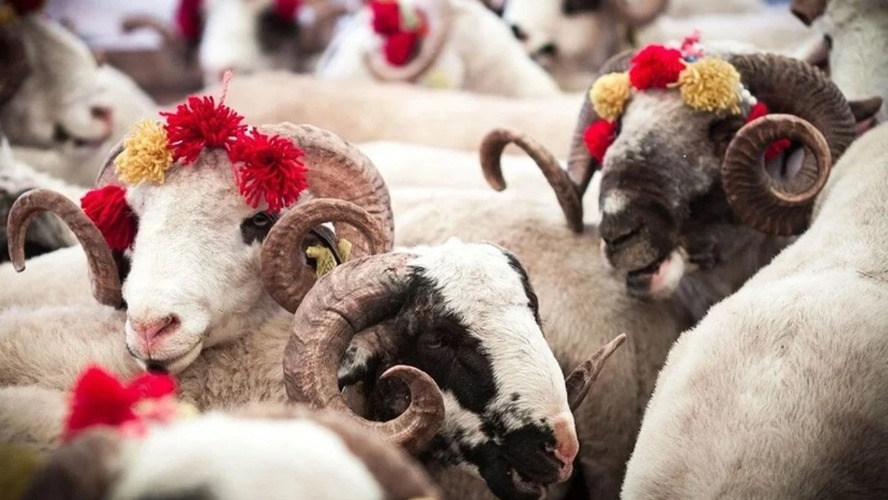 Türkiye Kurban Bayramı’na hazırlanıyor: Bayram telaşı başladı – Birlik Haber Ajansı