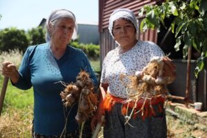 Ula Sarımsağı bölge ekonomisine katkı sağlıyor – Birlik Haber Ajansı