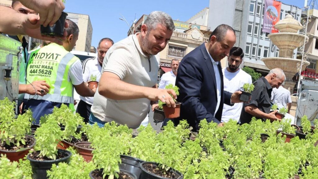 Mardin Midyat’ta fesleğen ve reyhan dağıtıldı – Birlik Haber Ajansı