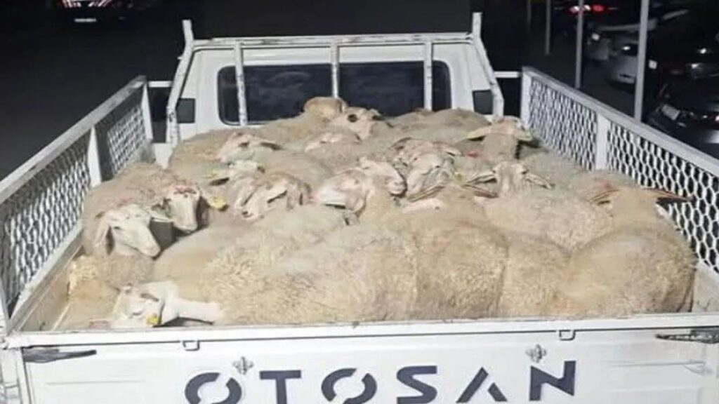 Isparta’da 32 küçükbaş hayvanı çalan şüpheliler Uşak’ta yakalandı – Birlik Haber Ajansı