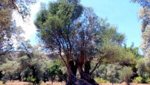 Muğla Odaları ve Borsası’ndan ortak açıklama – Birlik Haber Ajansı