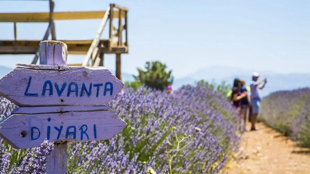 Lavanta kokulu başarı: Türkiye’nin mor altını Isparta’dan yükseliyor – Birlik Haber Ajansı