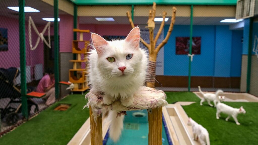 Van kedileri yazı klimalı odalarda ve havuzda geçiriyor – Birlik Haber Ajansı