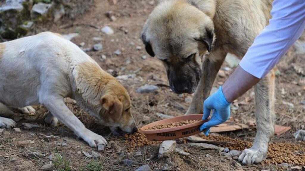 İzmir’de hayvan katliamı: 10 köpek ve 5 kedi zehirlenerek öldürüldü – Birlik Haber Ajansı