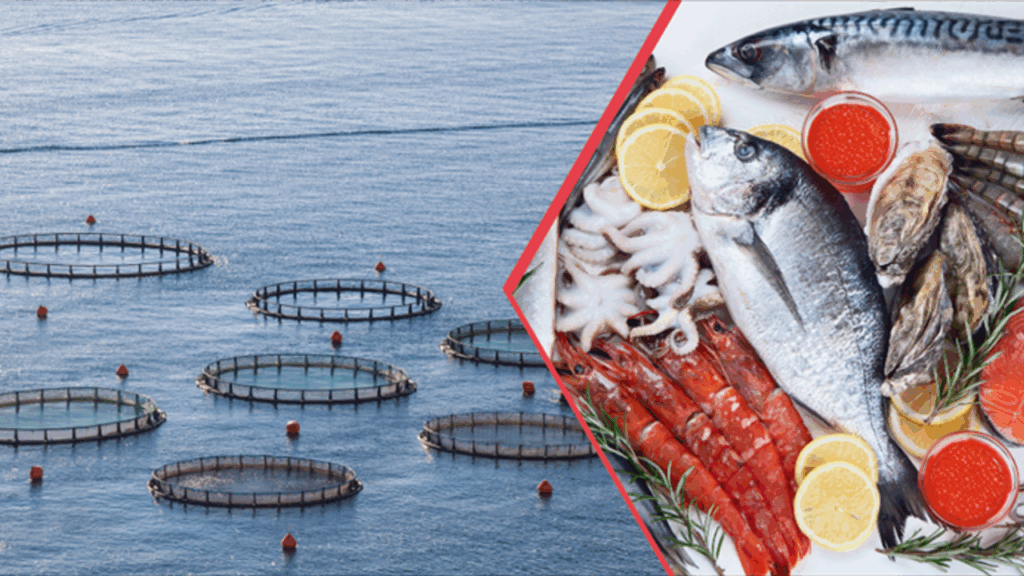 Doğu Karadeniz su ürünleri dünyaya ihraç ediliyor – Birlik Haber Ajansı