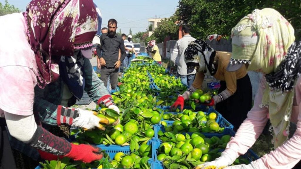 Hatay’da ‘Erkenci mandalina’ hasadı başladı – Birlik Haber Ajansı
