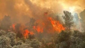 Mardin’de devrilen tır alev aldı, sürücü hayatını kaybetti – Birlik Haber Ajansı