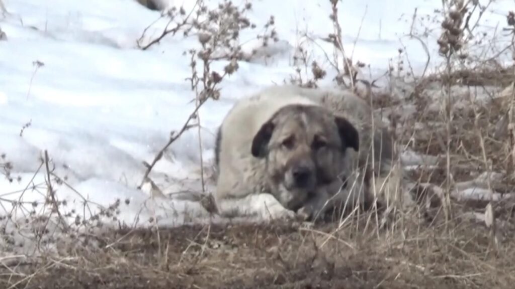 Adıyaman’da sahipsiz köpek saldırısına uğrayan çocuk yaralandı