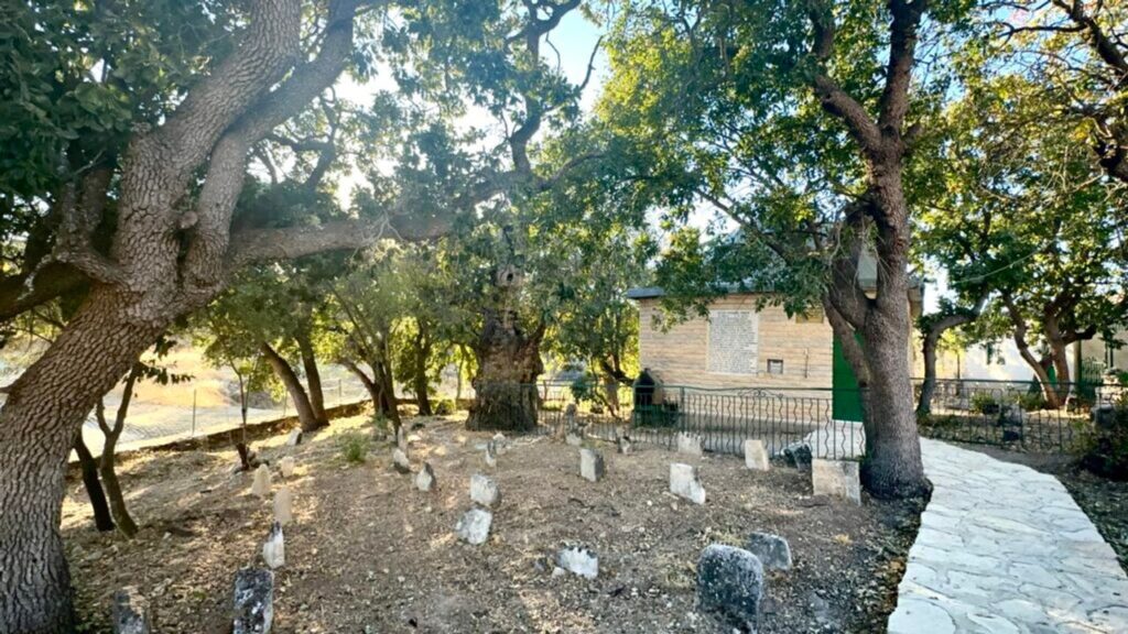 Onar Köyü’nde 700 Yıllık Sakız Ağacı İlgi Görüyor – Birlik Haber Ajansı