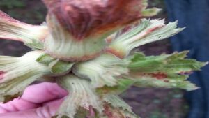 Zirai Don Hasar Ödemeleri Başlıyor – Birlik Haber Ajansı