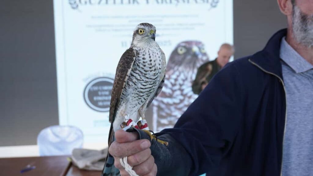 Atmaca güzellik yarışması – Birlik Haber Ajansı