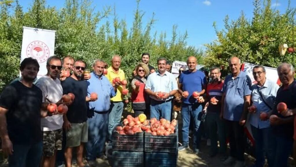 Antalya’da nar hasadı başladı – Birlik Haber Ajansı