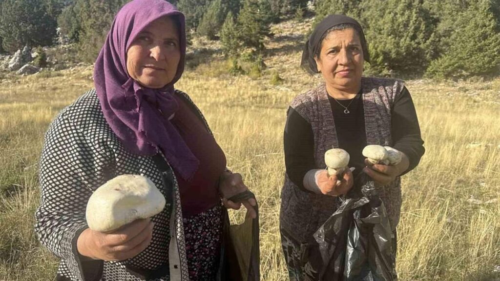 Toroslar’da mantar bereketi başladı – Birlik Haber Ajansı