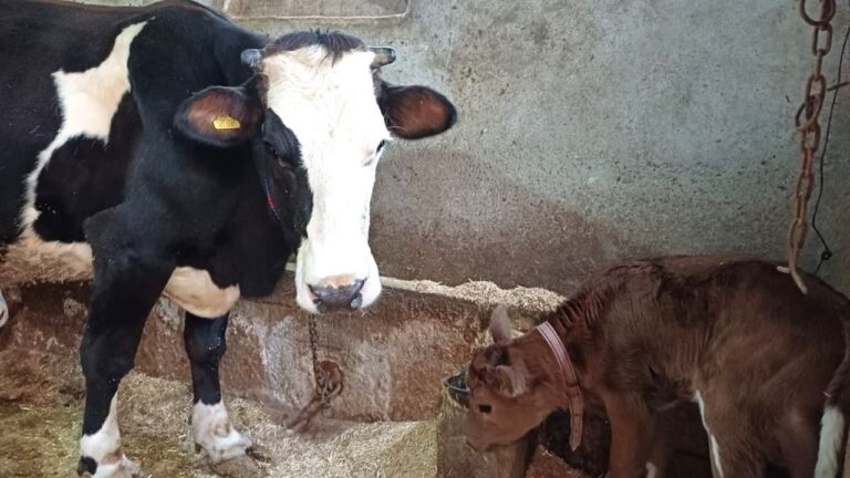 Aksaray Üniversitesi’nden genetik devrim: Süt alerjenini taşımayan buzağılar doğdu – Birlik Haber Ajansı