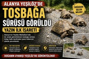 Alanya Yeşilöz’de Tosbağa Sürüsü Görüldü: Yazın İlk İşareti