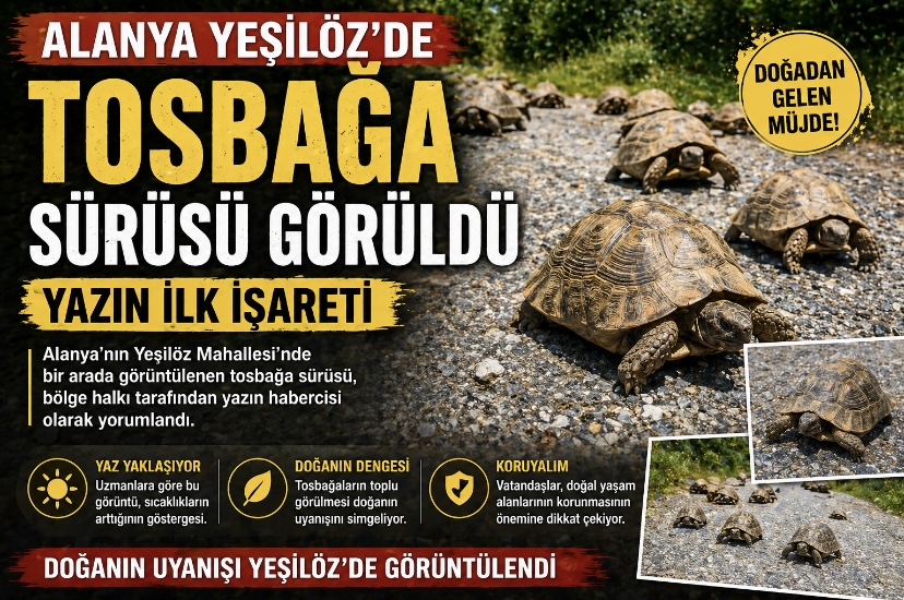 Alanya Yeşilöz’de Tosbağa Sürüsü Görüldü: Yazın İlk İşareti
