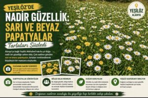 Yeşilöz’de Nadir Güzellik: Sarı ve Beyaz Papatyalar Tarlaları Süsledi