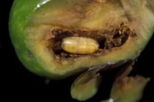 Mudanyalı zeytin üreticilerine ‘takoz’ uyarısı!