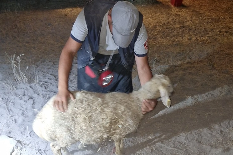 Kayseri İtfaiyesi’nden gece yarısı koyun operasyonu