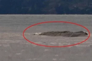 Van Gölü Canavarı efsanesi yeniden canlandı