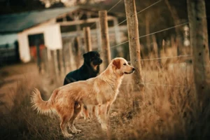 Ankara’da hayvanseverlerden ‘Pideler Bizden, Mamalar Sizden’ 