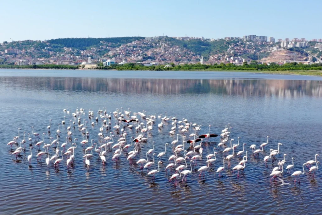 İzmit Körfezi’nin pembe süsleri geldi… Biyoçeşitlilik artıyor